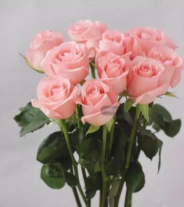 26朵玫瑰代表什么意思，26朵玫瑰花语什么意思（粉玫瑰戴安娜 探秘）