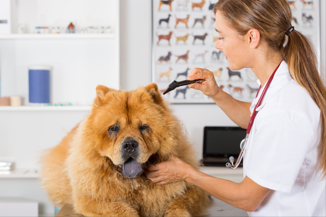 松狮犬的优缺点，松狮犬图片多少钱一只