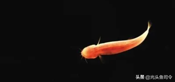 长江名贵鱼前十名，10大凶猛淡水鱼（我国保护的鱼类有87种）