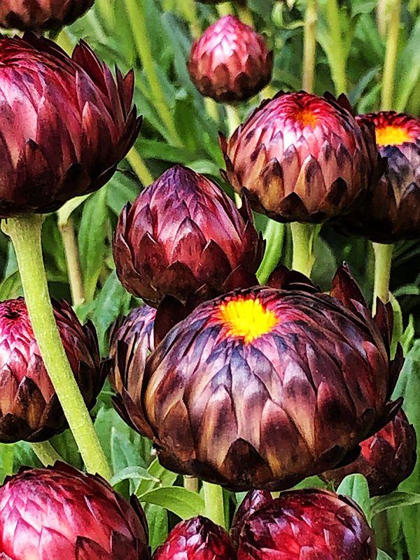 麒麟花的寓意是什么，客厅摆放麒麟的图片（海南迎春花市年味渐浓）