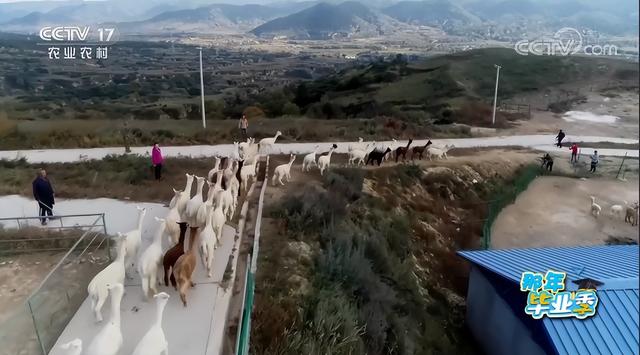 羊驼养殖网，女海归毕业生放弃高薪工作（全国养殖羊驼的地方有哪些）