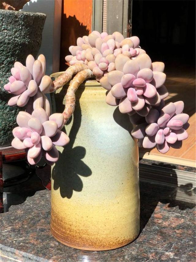 桃蛋夏天为什么必死，桃蛋为什么叫桃蛋（为何如今屡屡遭人嫌弃）