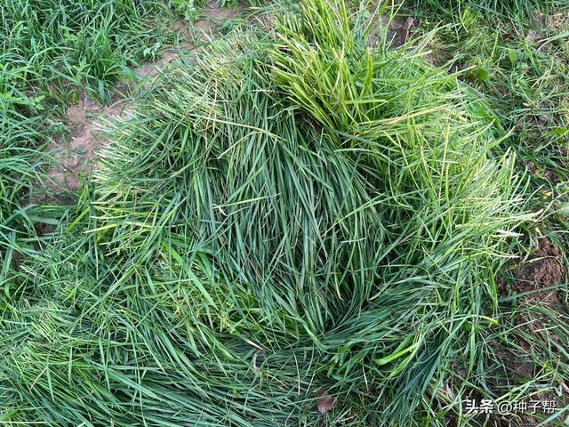 黑麦草的种植方法，黑麦草的种植方法和日常管理（种一次管6~7年）