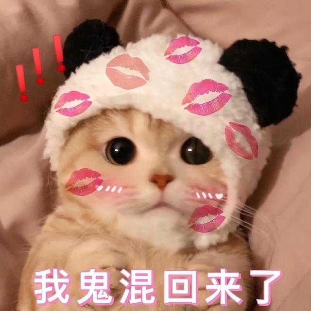 什么猫比较温柔粘人又好养，养猫首选这几种猫
