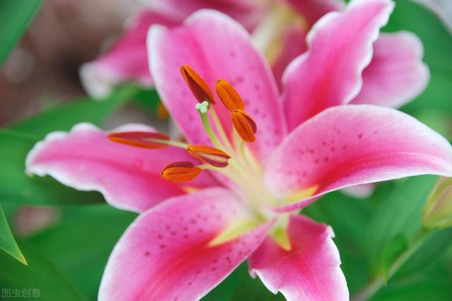 粉红色香水百合花语，粉色香水百合花语是什么（百合花花语及传说）