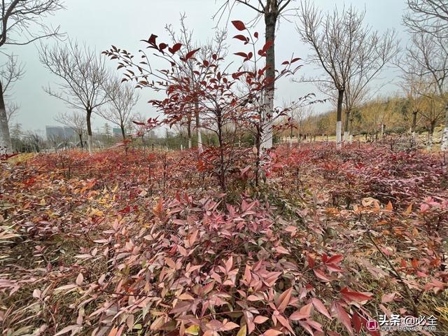 怎么把自家苗木卖个好价，新的一年工作计划怎么写（新常态下新思路）