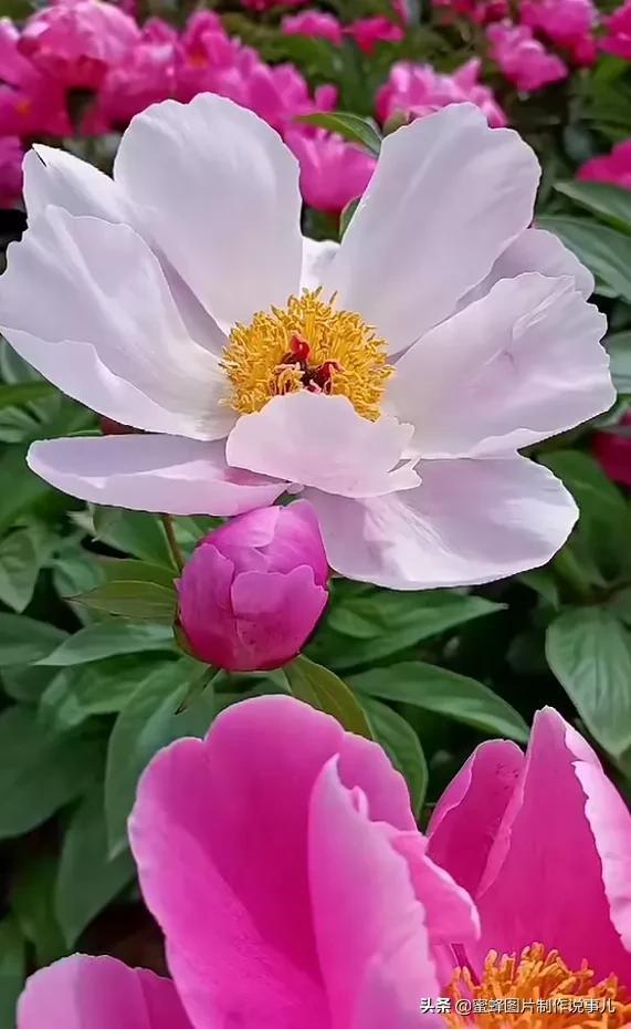 风景美图，风景美图壁纸（鲜花争艳，美景如画，过目不忘）