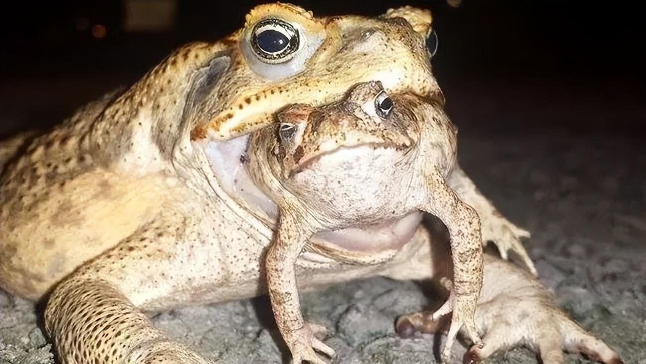 澳大利亚巨型海蟾蜍被安乐死-生肖-荣耀易学