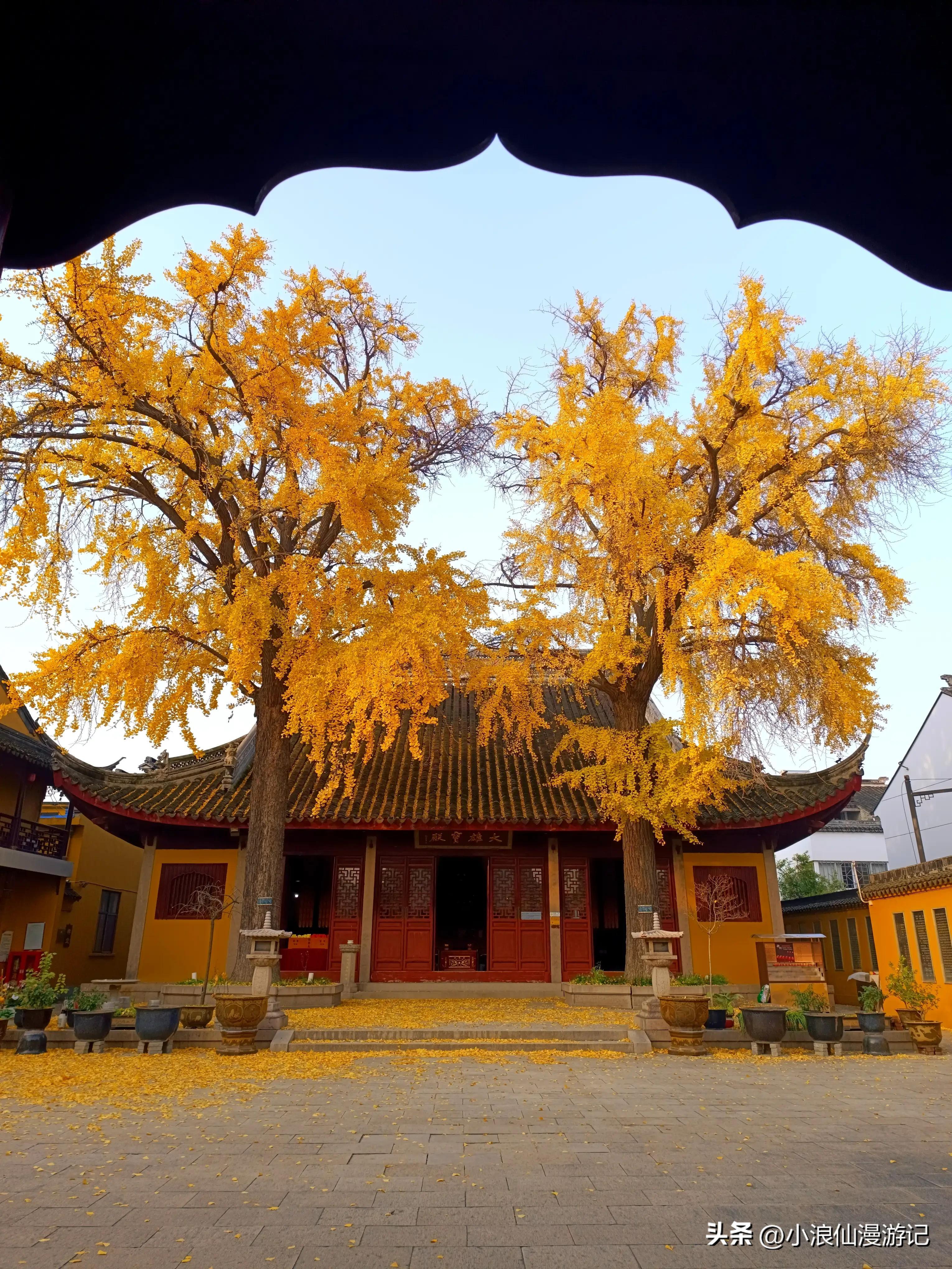 定慧寺·百年银杏