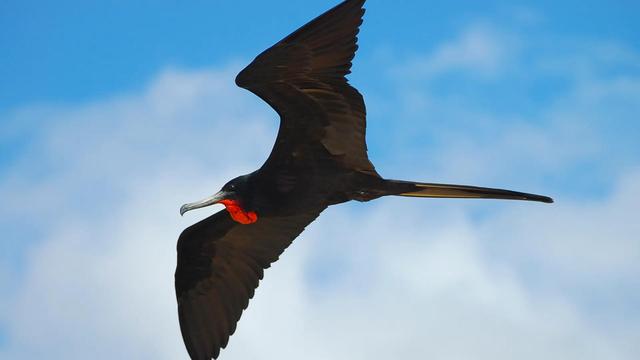速度快的鸟，快鸟测速的介绍（世界上速度最快的动物）
