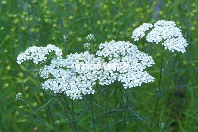 飞天蜈蚣的功效与作用,飞天蜈蚣草能治蛇缠腰吗(民间俗称"长寿草")