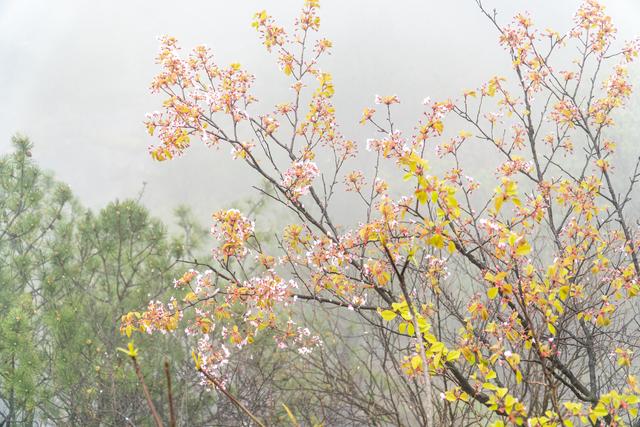 江西武功山几月份去最好，武功山适合几月份去（武功山又到了一年一度最美的季节）