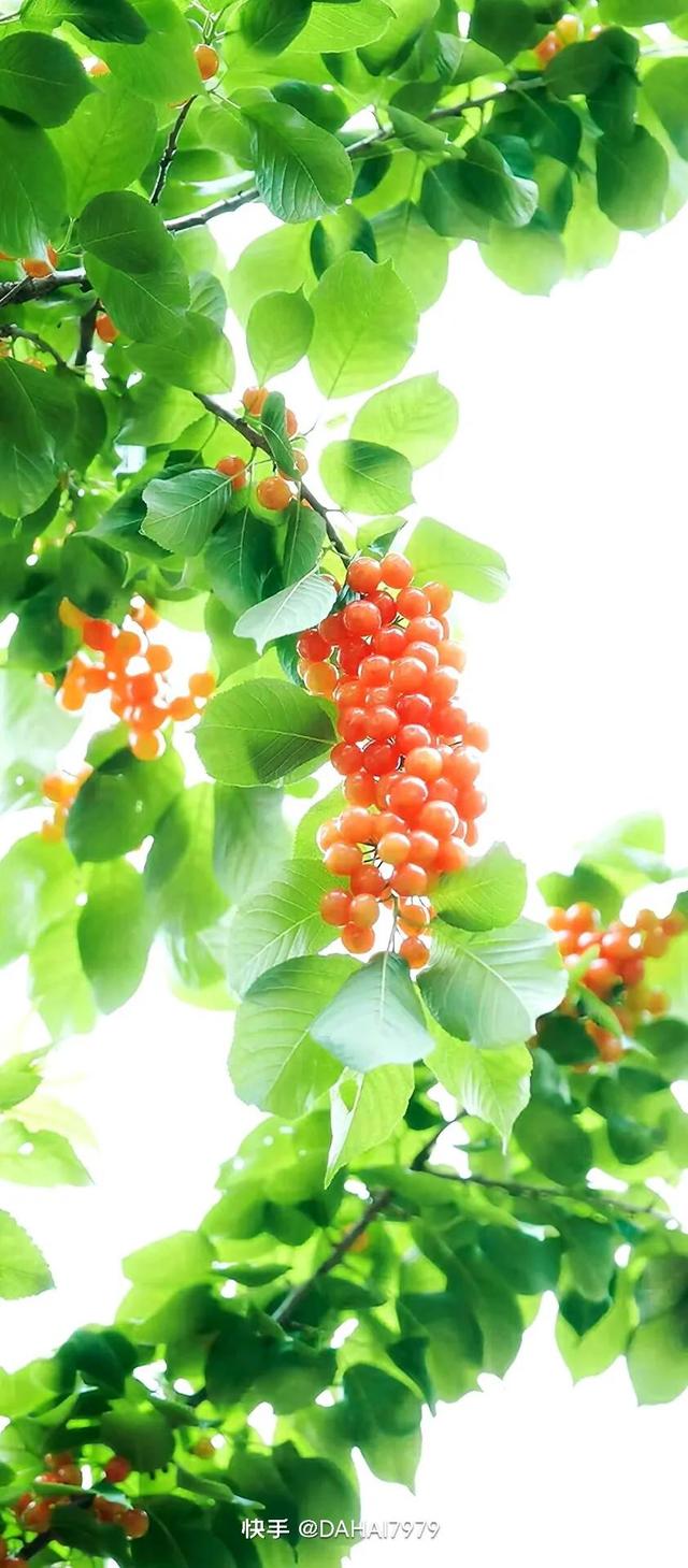 绿色聊天背景图，怎样能把微信聊天背景调成绿色的（绿色背景壁纸，好看的壁纸）