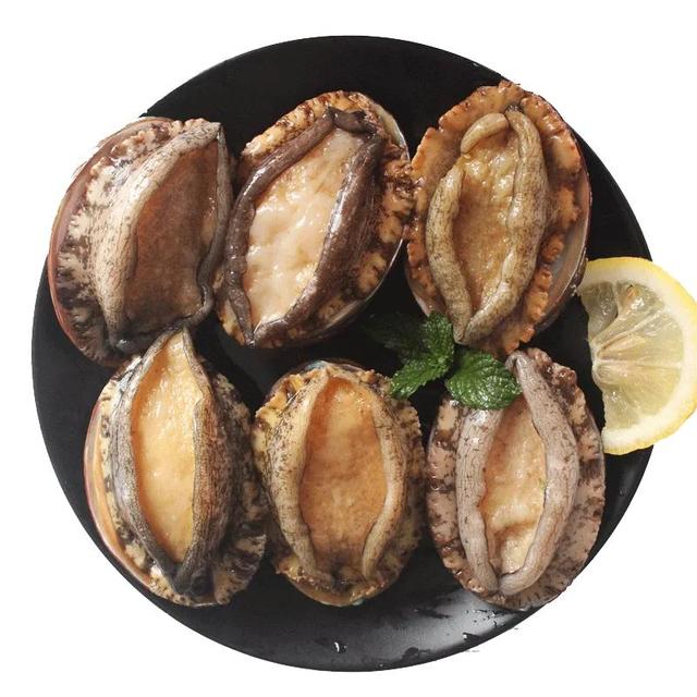 鳆鱼（鳆鱼怎么读），如何挑选鳆鱼（2021登州“苏公日”和“海市会”）