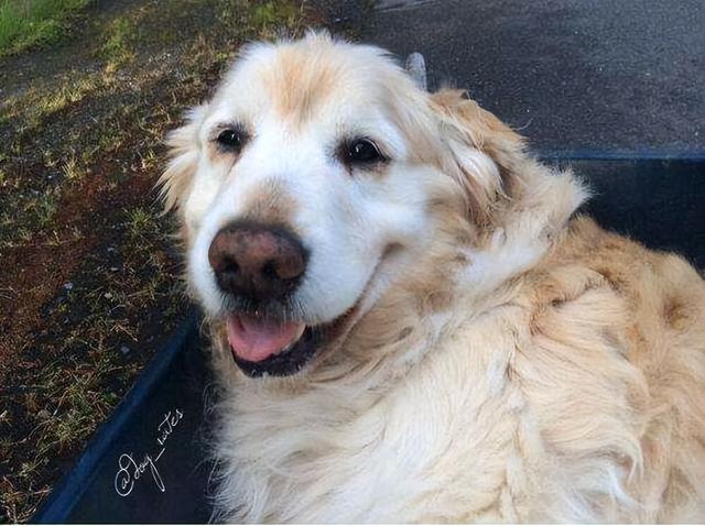 狗狗的寿命有多长，小狗的寿命一般能活多久（狗狗“老”到开始“掉牙”）