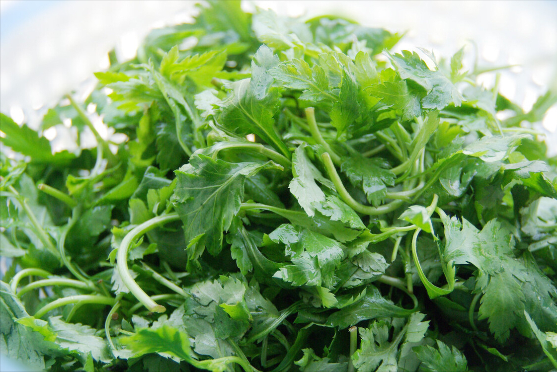 菊花脑,是野菊花的近缘植物,有小叶菊花脑和大叶菊花脑之分,后者品质