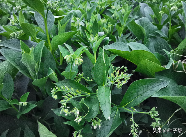 提摩西草怎么种植，提摩西草怎么种植方法（养牛羊、猪、家禽的优质牧草）