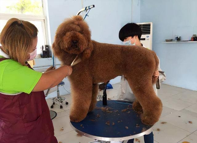 同為貴賓犬,我們在現實生活中看得比較多的是泰迪,巨型貴賓犬卻很少