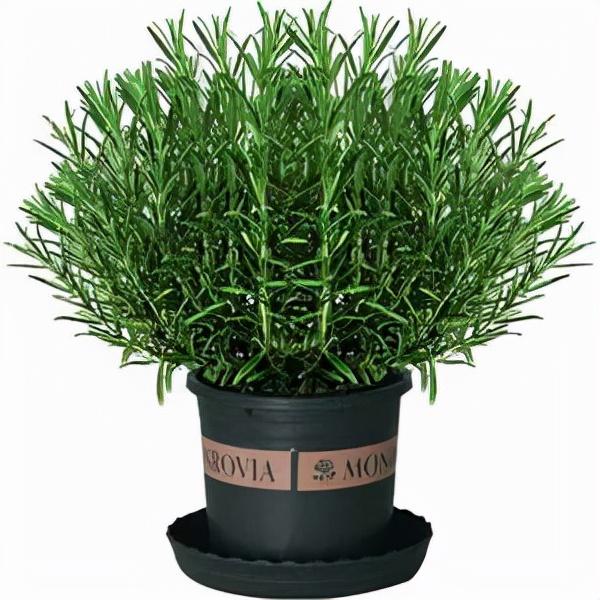 迷迭香是什么，西餐中常用的15种香料和香草（迷迭香是什么时候出的）