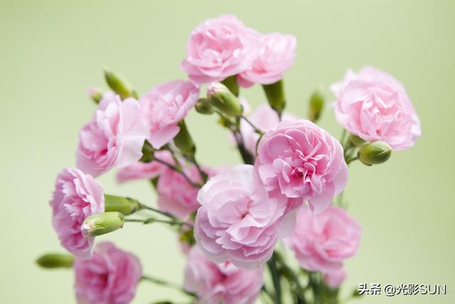 康乃馨花的花语，康乃馨花的花语和颜色有几种（康乃馨的花语）