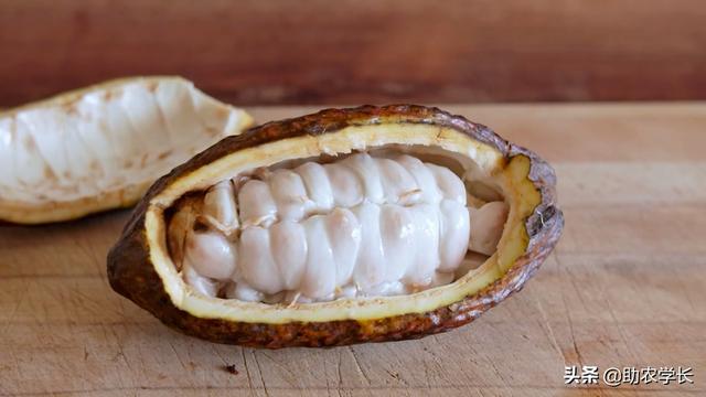 可可果能不能直接吃,可可果可以直接吃吗(让我来告诉你正确的方法)