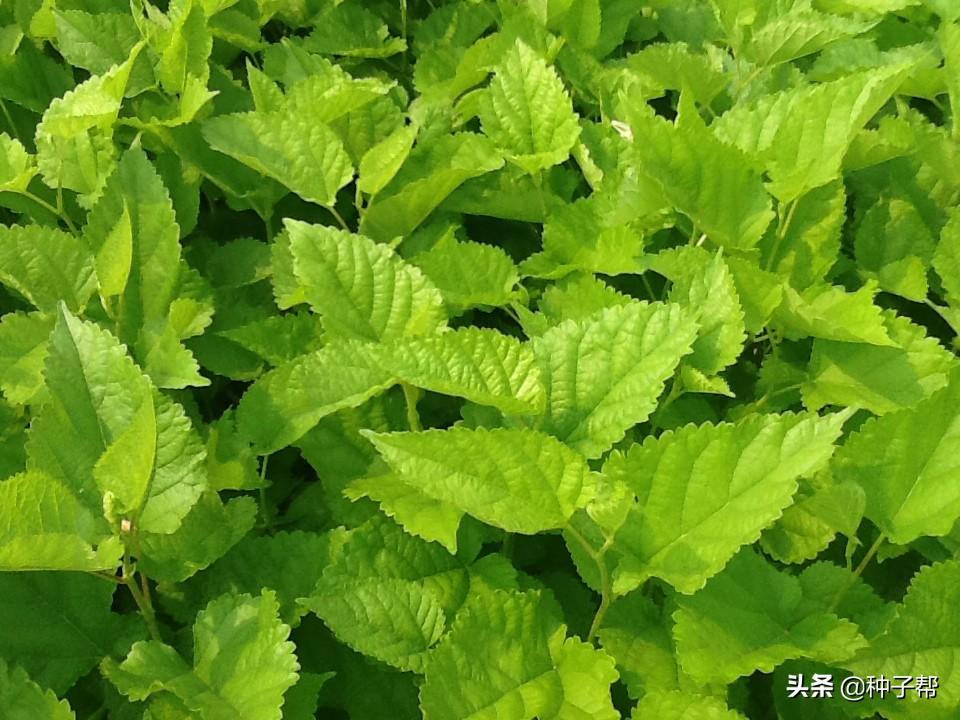 江苏饲料（饲料蛋白桑种植前景）