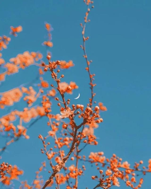 青春奋斗梦想励志句子，关于青春奋斗梦想的励志短句（致为梦想奔跑的年轻人）