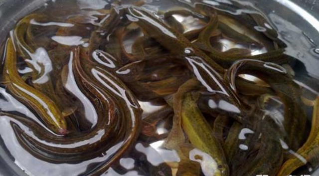 泥鳅养殖技术及加盟，怎么养泥鳅？泥鳅人工养殖技术