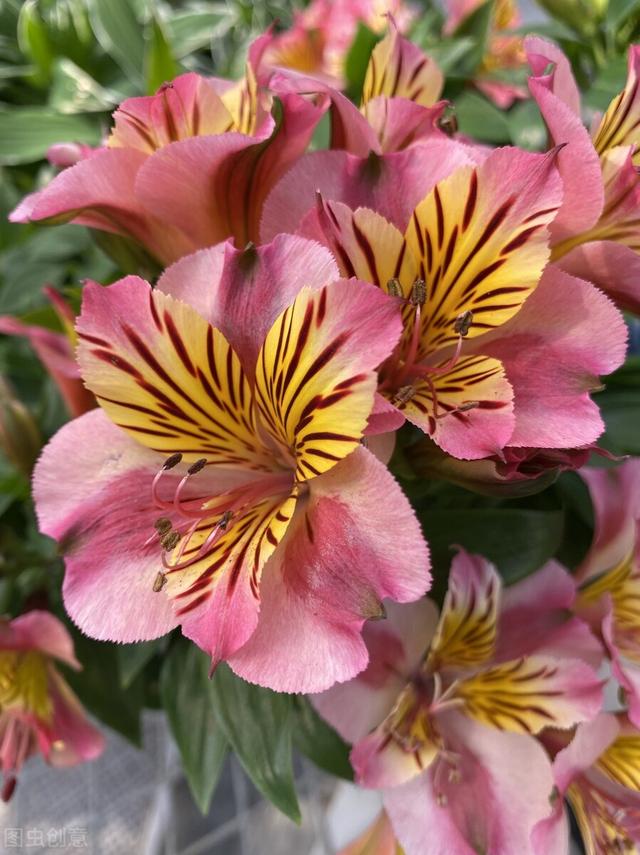 鲜花的花语和花的数目的寓意，鲜花数量的寓意（100种迷人的“数字花”）