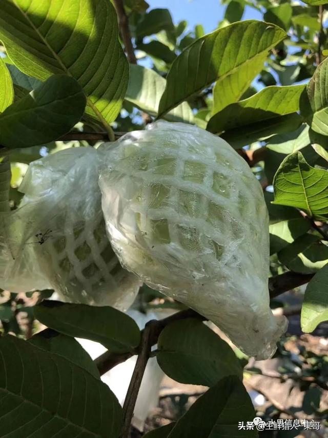 芭乐是什么水果，芭乐是什么水果-吃了对人体好吗（又被茶饮店们带火了）