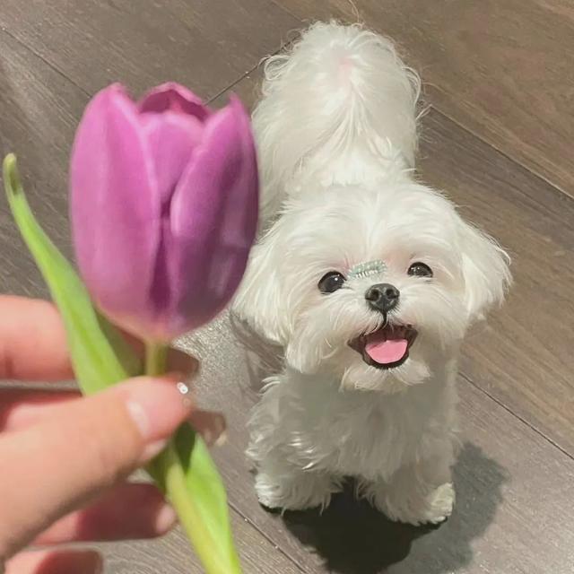 简单可爱一点的微信头像，简单可爱的头像