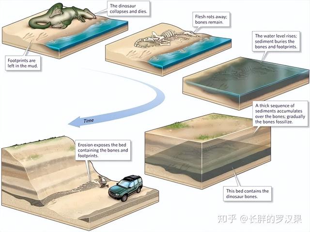 化石的形成是一个非常复杂的过程，化石是怎么形成的（十、深时-1<前世记忆）