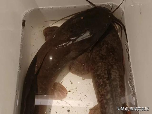 中国十大最脏鱼，中国十大最“脏”（体内含有大量的寄生虫和重金属）