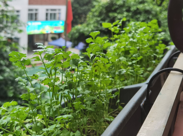 秋天种什么菜蔬菜最合适，秋天种什么菜最好（秋天播种“6种菜”）