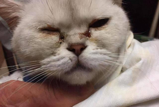 猫的泪痕怎么去除，猫咪泪痕如何去除（猫咪有顽固泪痕）