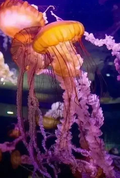 描写海底的优美段落，描写海洋的好段_描写海底动物的优美段落（美丽的海底世界）