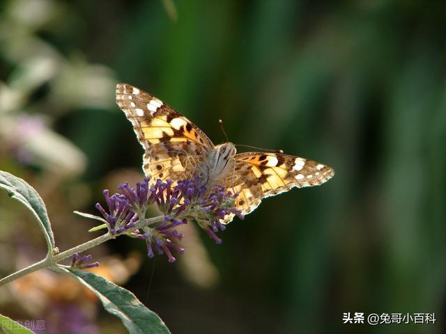 蝴蝶生活习性，蝴蝶王国（蝴蝶的生活环境和特点）