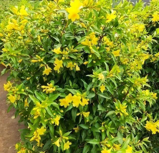 法国香水花，堪称开花界“航空母舰”（法国香水花有毒吗）