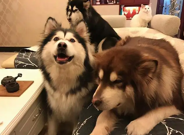 阿拉斯加雪橇犬性格，阿拉斯加雪橇犬性格特点有哪些（为什么“阿拉斯加犬”很少人养）