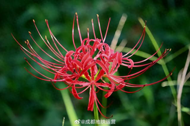 坐地铁打卡成都