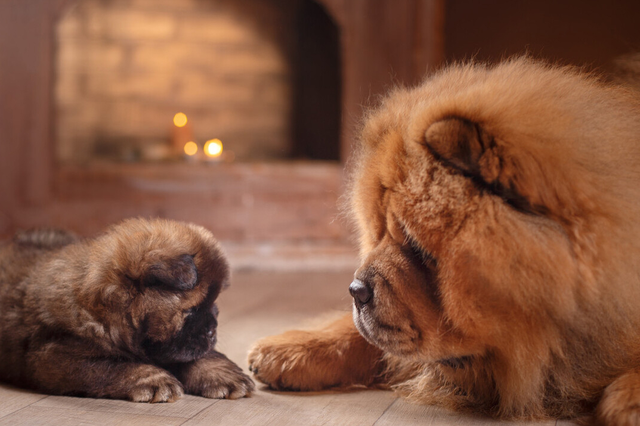 松狮犬的优缺点，松狮犬图片多少钱一只