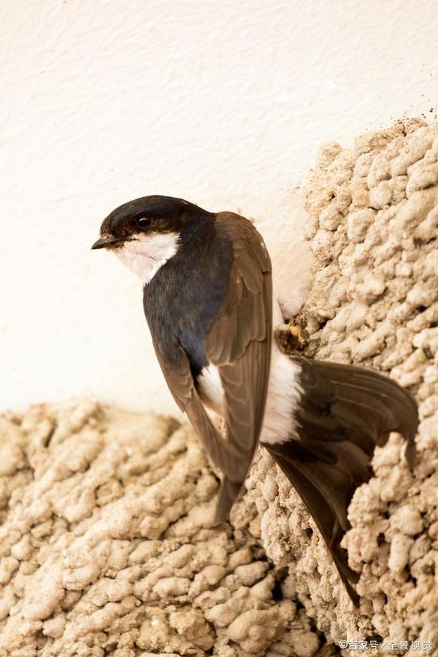 燕子窝为什么不能捅，把燕子窝捅了代表什么预兆（农村什么样的家庭会吸引燕子来筑巢）