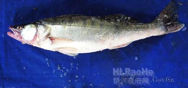 黑色的鱼代表什么寓意，黑色的鱼代表什么寓意呢（黑龙江鱼类“三花五罗十八子”名实图考）