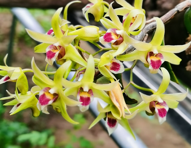 铁皮石斛怎么保存，铁皮石斛怎样保存（掌握越冬3技巧）