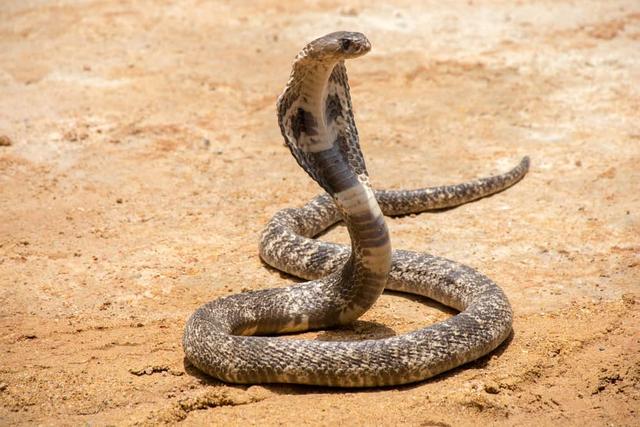 世界上十大毒蛇图片
