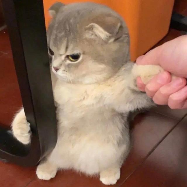 动物男头（你喜欢就好），微信头像，动物男头（你喜欢就好）（可爱头像‖很精致的小动物）