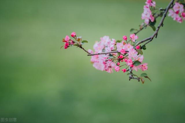 赞美春天的优美句子，赞美春天的优美句子有哪些（温柔浪漫春光明媚情感语录）