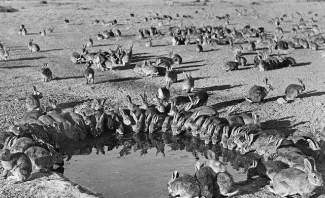 男子捡回兔子繁殖百只，男子捡回兔子繁殖百只兔子视频（繁殖能力如此爆表）