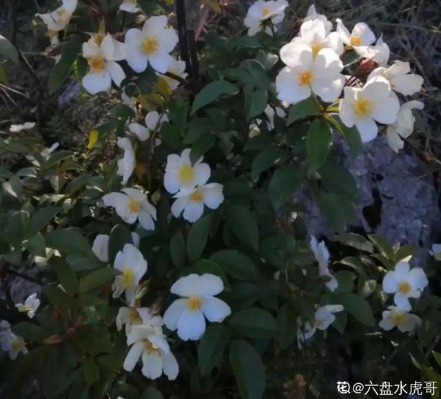 彼岸花为什么不能养，彼岸花为什么不能养视频（养在家里“有麻烦”）