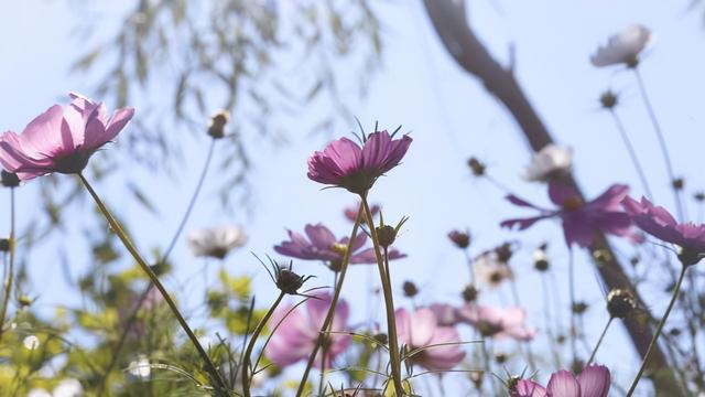 二月二吃猪头肉，各有2层意思，你知道吗（二月二吃猪头肉图片）